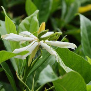 クチナシ,ソテツ,ソテツ,ブーゲンビリア,沖縄の画像