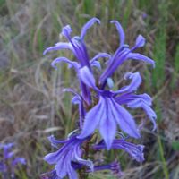 サワギキョウ,山野草の画像