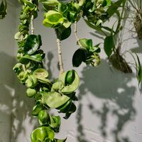 ホヤ・カルノーサ・コンパクタ,観葉植物,ホヤ,キキ　ホヤの画像