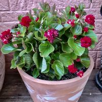 ニチニチソウ,サフィニア,八重咲きベゴニア　ボンボリーナ,八重咲きベゴニア　ボンボリーナの画像