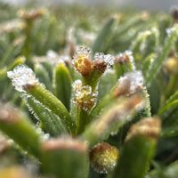 クローバー,イチイ,セラスチウム,タンポポ,+安曇野の画像