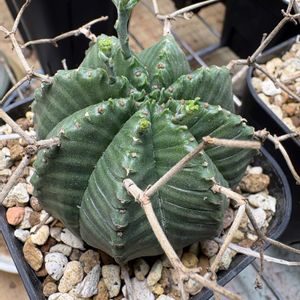 バリダ,ユーフォルビア属,ユーフォルビア バリダ,多肉植物,多肉のある暮らしの画像