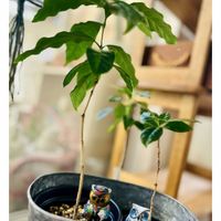 コーヒーの木,フクロウ祭,ほしつながり,たいせつななかま♡,ＧＳは笑顔で⭐️の画像