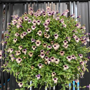 ハンキング,鉢植え,ガーデニング,花のある暮らし,PWの画像