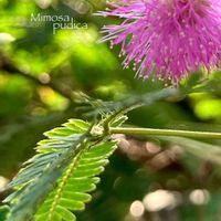オジギソウ,ミモザ,ネムリグサ,花のある暮らし,緑のある暮らしの画像