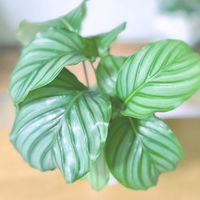 カラテア,カラテア,カラテア・オルビフォリア,カラテア・オルビフォリア,観葉植物の画像