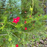 ルコウソウの画像