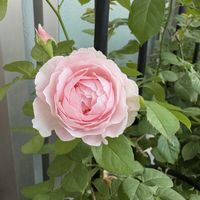 バラ ディスタントドラムス,デンティベス,パブロワ,バラ・エレーヌ,つるバラの画像