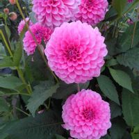 ダリア,ダリア,黄麗, ルビーネックレスの画像