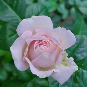 バラ,ル・ソワール,バラ 鉢植え,秋バラ,GSのみなさんに感謝♡の画像