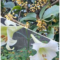 キンモクセイ,テッポウユリ,庭の画像