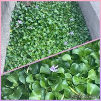 ホテイアオイ,お出かけ,信楽,愛しの紫,チャツネ〜ありがとうの画像