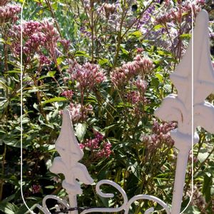 フジバカマ,百日草,宿根草,芝生,アサギマダラの画像