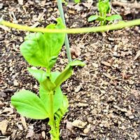 ソラマメの画像