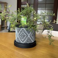 ソフォラ　リトルベイビーの画像