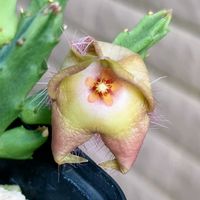 スタペリア,スタペリア・ディバリカータ,スタペリア・ディバリカータ,ガガイモ科,スタペリア属の画像