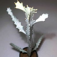 ユーフォルビア属,ユーフォルビア属,ユーフォルビア・ラクテア,ユーフォルビア ホワイトゴースト,5年前の挿し木の画像