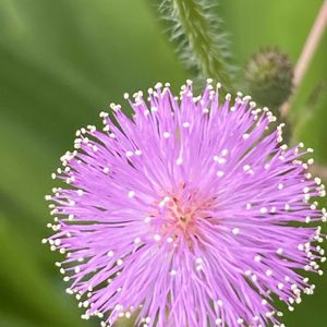 ネムノキ,ネムノキ,ネムノキ,ネムノキ,iphone11の画像