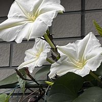 エキナセア,ガウラ,ヨルガオ,夜顔の種,やっぱり白花の画像