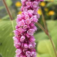 オオケタデ,オオケタデ,オオケタデ,オオケタデ,オオケタデ（オオベニタデ）の画像