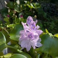 ホテイアオイ,ツワブキの蕾.,開花中,嬉しい❤️,癒し❤の画像