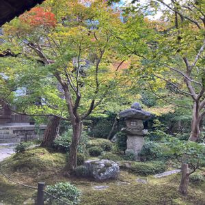 シュウメイギク,マツ,モミジ,苔(コケ),日本庭園の画像