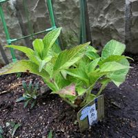 アジュガ　チョコレートチップ,四季咲きアジサイ 霧島の恵,半日陰,ほぼ日陰,フラワーネット日本花キ流通の画像