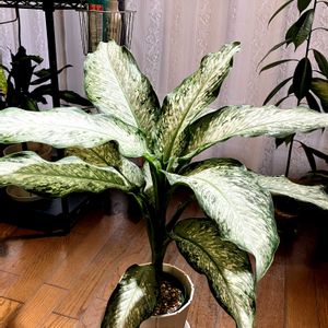 ディフェンバキア,ディフェンバキア ティキ,花芽,リビング・ダイニングの画像