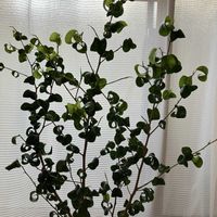 ベンジャミン・バロック,ベンジャミン,観葉植物,ベランダガーデニングの画像