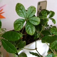 シュガーバインの画像