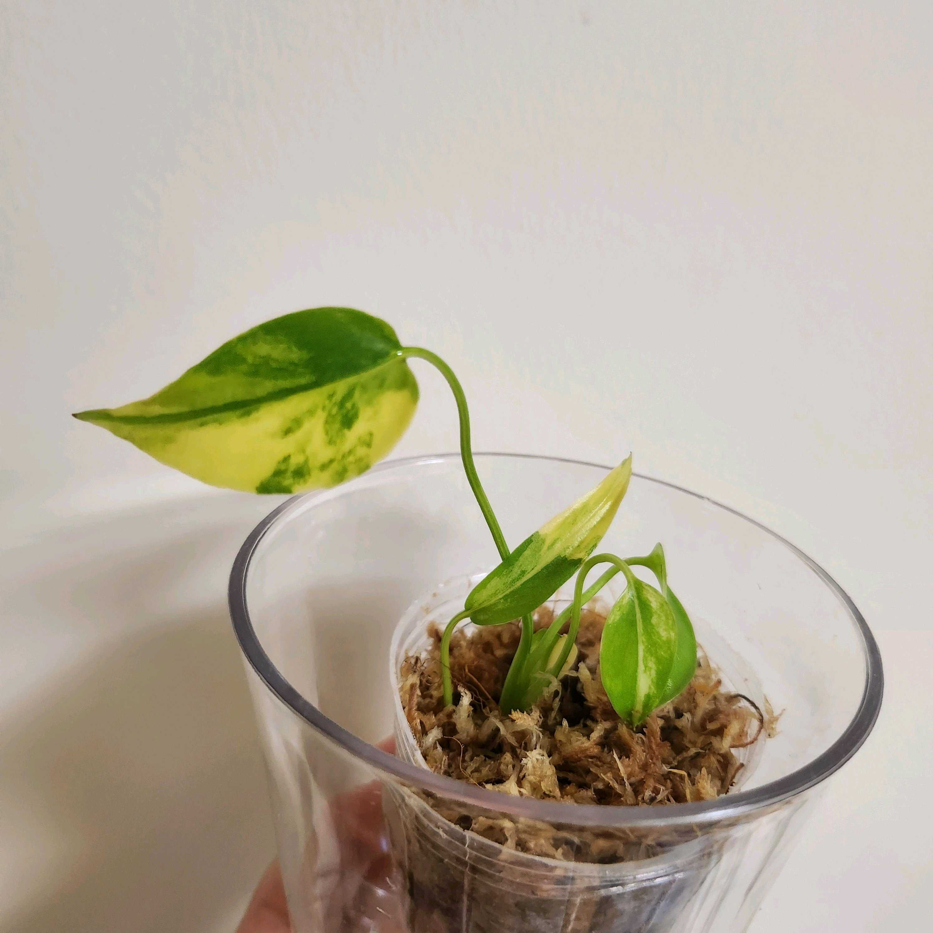 モンステラ イエローマリリン順化｜🍀GreenSnap（グリーンスナップ）