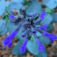 フウセントウワタ,フウセントウワタ,ベロニカ,メドーセージ,メドーセージの画像