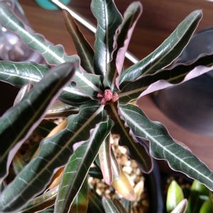 アデニウム,アデニウム・ソマレンセ　クリスパム,アデニウム・ソマレンセ　クリスパム,塊根植物,花芽の画像