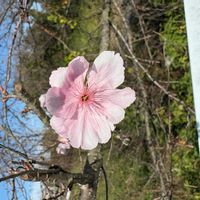 ハナモモの画像