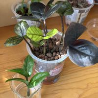 ザミオクルカス,ザミオクルカス  レイヴン,観葉植物,ハイドロカルチャー,水耕栽培の画像