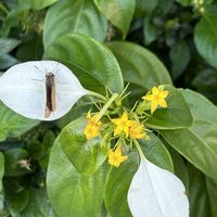 クリスマスローズ,クリスマスローズ,コンロンカ,コンロンカ,シクラメンの画像