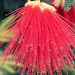 ネムノキ,ネムノキ,オオベニゴウカン,オオベニゴウカン,公園の画像