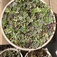 多肉いろいろ,多肉植物,もけもけ多肉,ちまちま寄せ,がんに負けるな！の画像