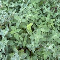 キャットミントの画像