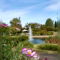 アキチョウジ,コスモス,コムラサキ,ダリア,ダンギクの画像