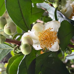 ナツツバキの画像