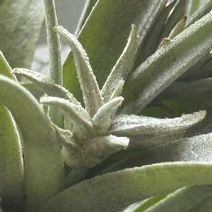 チランジア,エアプランツの画像