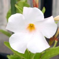 マンデビラの画像