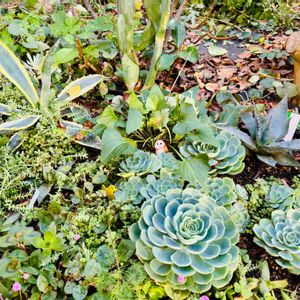 火祭り,七福神,ポリゴナム（ヒメツルソバ）,アガベアメリカーナ,アガベ パラサナの画像