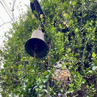 アガベ,ツゲ,どんぐりの木,雑貨,ガーデニングの画像