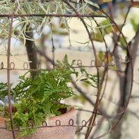 チランジア,ジューンベリー,イオナンタ,ウスネオイデス,ウスネオイデスの画像