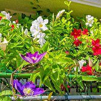 グリーンカーテンの画像