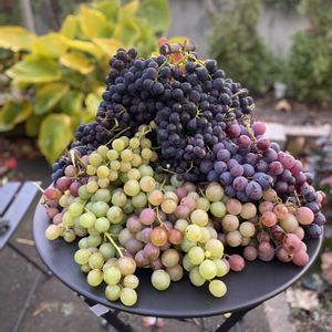 北海道,オーガニック野菜 ,葡萄育て,家庭菜園の画像