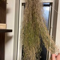 ウスネオイデスの画像