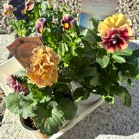 パンジー・ビオラ,ガーデニング,お迎え,パンビオ,ビオラ・パンジー祭り♪の画像